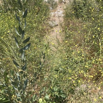 Joatngna Trailhead - Hiking Near Me - Upland, California