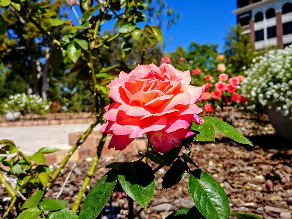 Social spots from Central Park Rose Garden