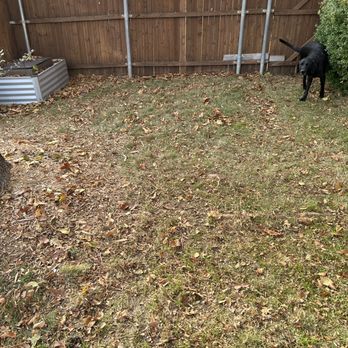 Executive Lawn Care - a black dog in the yard - Lawn Services Near Me - McKinney, Texas
