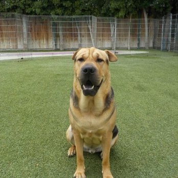Bow Wow Bungalow - Pet Sitting Near Me - Burbank, California Bow Wow Bungalow - Pet Sitting Near Me - Burbank, California