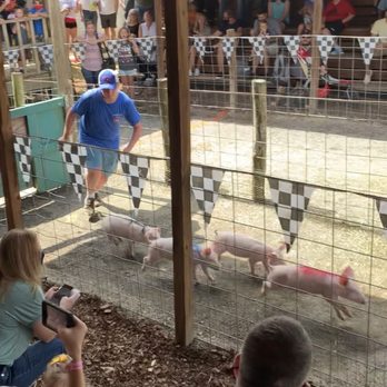 Hillcrest Orchards - Pig race - Farmers Market Near Me - Ellijay, Georgia Hillcrest Orchards - Pig race - Farmers Market Near Me - Ellijay, Georgia