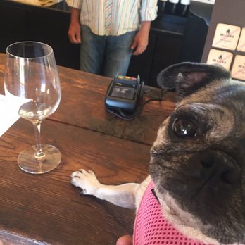 The Brander Vineyard - Sora was welcomed with lots of attention and smiles. - Wineries Near Me - Los Olivos, California The Brander Vineyard - Sora was welcomed with lots of attention and smiles. - Wineries Near Me - Los Olivos, California