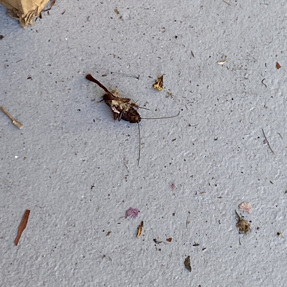 Sun Valley Apartment Homes - Big roach outside my unit that seemed to fall from the second floor - Apartments Near Me - Pleasant Hill, California Sun Valley Apartment Homes - Big roach outside my unit that seemed to fall from the second floor - Apartments Near Me - Pleasant Hill, California