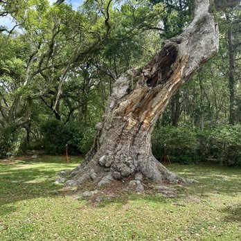 Jungle Gardens - Cleveland Oak (surrounded by laser scanning equipment to aid in future preservation) - Botanical Gardens Near Me - Avery Island, Louisiana