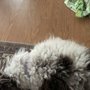 Photo of Dramatic Paws Pet Spa & Boutique