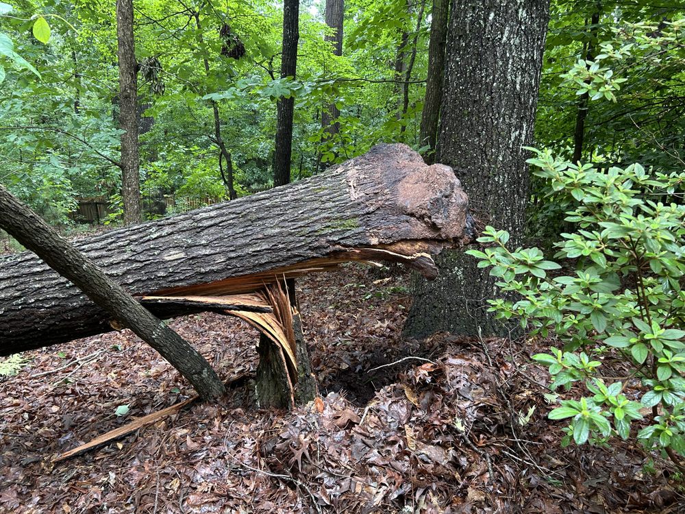 Chapman Tree Service - tree service in Marietta, GA