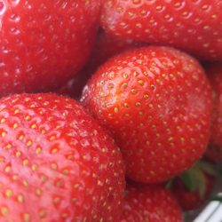 Thacker Berry Farms