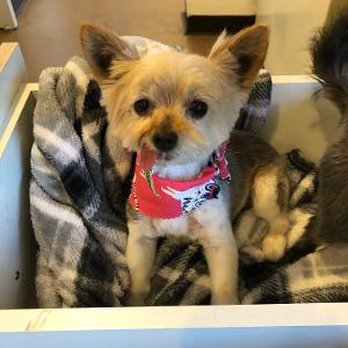 Pawtooine Grooming - Pet Groomers Near Me Pawtooine Grooming - Pet Groomers Near Me