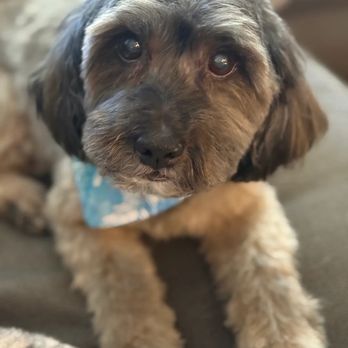 AUSSIE PET MOBILE RIVER OAKS - Updated January 2025 - 178 Photos