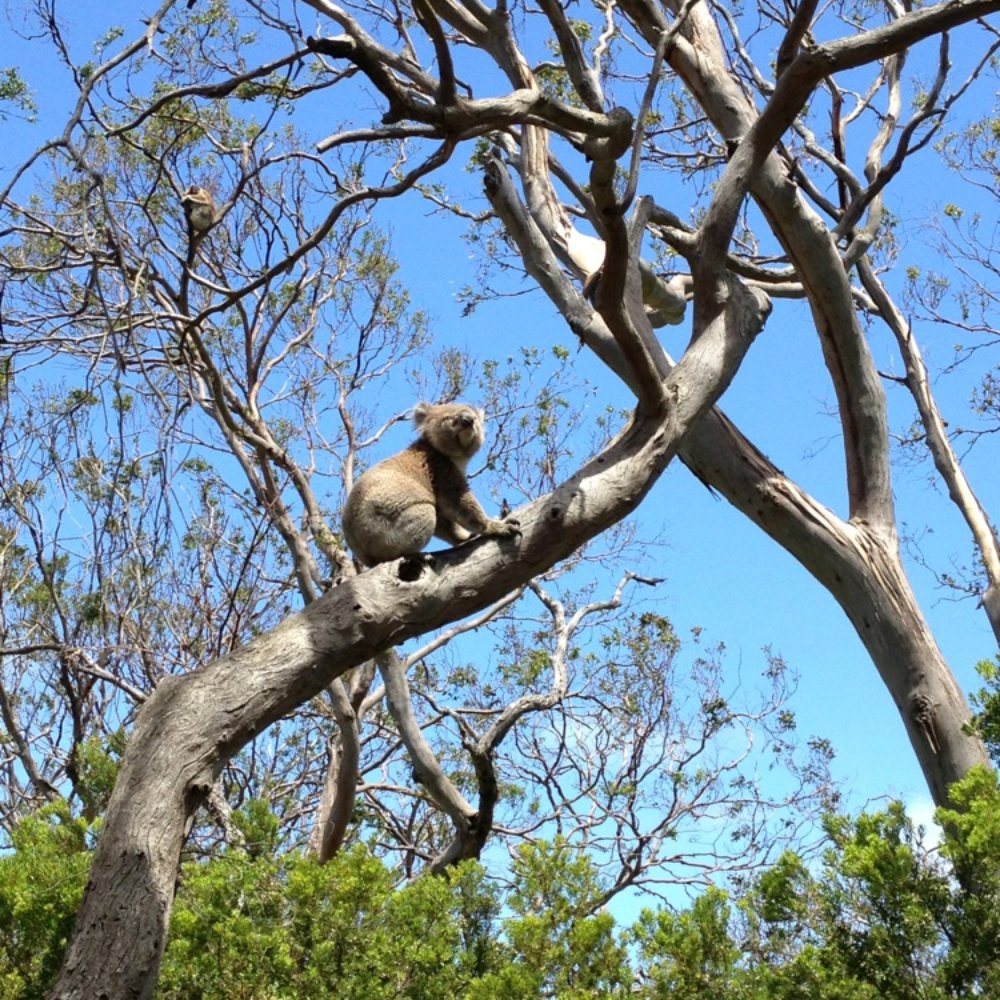 Bunyip Tours - Bus Tours Near Me - Footscray, VIC