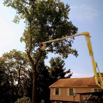 Superior Tree Service - Tree Services Near Me
