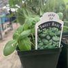 Flower Barn Nursery gift card