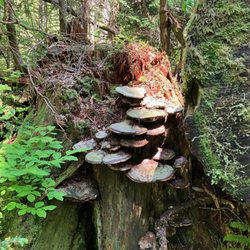 Brother's Creek Loop - June 1, 2025.
