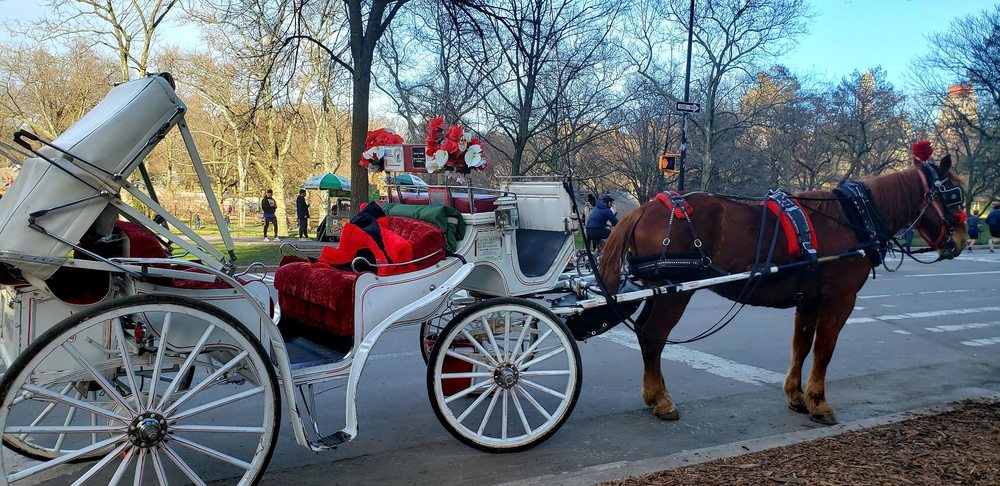 Central Park Horses - equestrian in New York, NY
