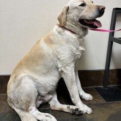 California Highway Patrol - Veterinarian's office with rescued dog. Used the Facebook group All Things Animal Sunland Tujunga to find owner 1.19.25