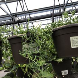 Lowe's Home Improvement - String of bananas