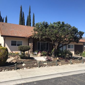 Familytree Landscape Contractors - The large tree in our front yard after Paul and his team at Family Tree Landscaping cut and trimmed back the tree that looks amazing! - Tree Services Near Me - Modesto, California