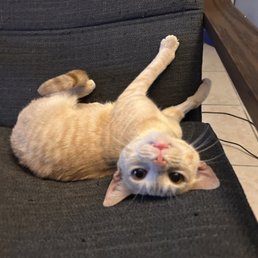 Toast, formerly pebbles, from Florida Humane Society. Toast, formerly pebbles, from Florida Humane Society.