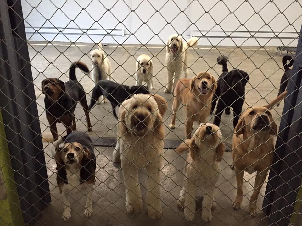 BARK CENTRAL DOGGIE DAYCARE AND BOARDING RESORT Updated June 2024