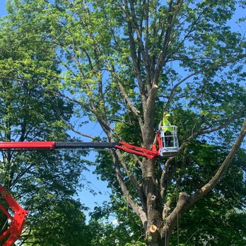 Greentree - Took down a huge tree - Tree Services Near Me - Lothian, Maryland