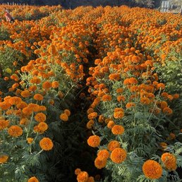 Marigolds