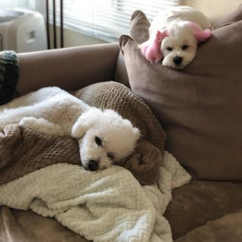 Sandy Tails Pet Spa - Pet Groomers Near Me - Costa Mesa, California