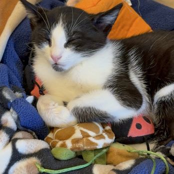 Nabi Cat Cafe - Cat - Themed Cafes Near Me - Santa Clara, California Nabi Cat Cafe - Cat - Themed Cafes Near Me - Santa Clara, California