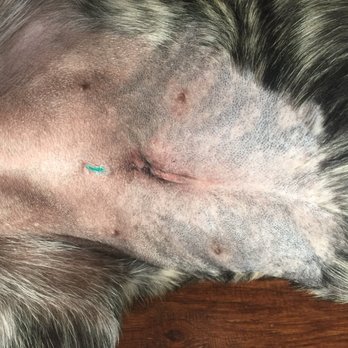 Santa Barbara Humane - Her spay incision. The green is a small bandage covering her tiny tattoo. - Animal Shelters Near Me - Santa Barbara, California
