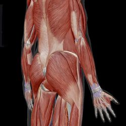 Whole Holistic Care - Working on back muscles helps with: posture flexibility, balance, strength, pain