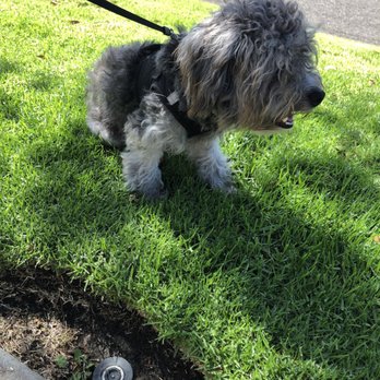 Gizmo Pet Spa - Before picture - Pet Groomers Near Me