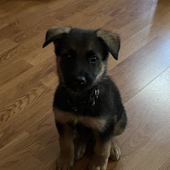 My Puppy Rocks - Pet Training Near Me My Puppy Rocks - Pet Training Near Me