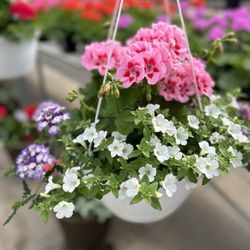 Kuhlmanns - Beautiful hanging baskets