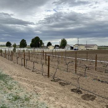 Owyhee Vista Vineyard - The vines - Wine Tasting Room Near Me - Kuna, Idaho Owyhee Vista Vineyard - The vines - Wine Tasting Room Near Me - Kuna, Idaho