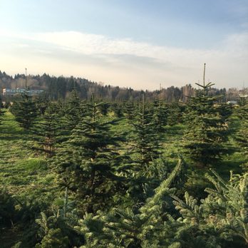 Buttonwood Farm - Christmas Trees Near Me - Redmond, Washington