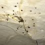 Photo of Affinity Pest Control