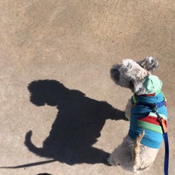 Spike's Desert Dog Park - Standing on the concrete circle with a fire hydrant, in the center of the park!