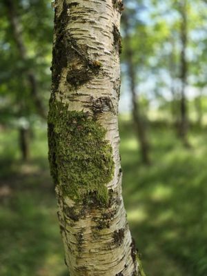 Victor's Way by null