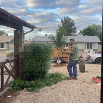 Jose Marquez Landscaping - This tree has grown over the house and now it is pretty and intentional. - Tree Services Near Me Jose Marquez Landscaping - This tree has grown over the house and now it is pretty and intentional. - Tree Services Near Me