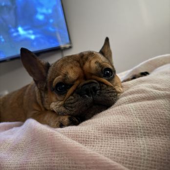 Amazing Small Animal Practice - Roo says thank you! - Veterinarians Near Me - Gardena, California Amazing Small Animal Practice - Roo says thank you! - Veterinarians Near Me - Gardena, California
