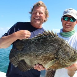 Egmont Key Adventures - Nice Tripletail! Inshore and nearshore fishing produces a wide variety of species.