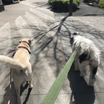 Jonathan's Pet Care - Another photo update from Jonathan - Dog Walkers Near Me Jonathan's Pet Care - Another photo update from Jonathan - Dog Walkers Near Me