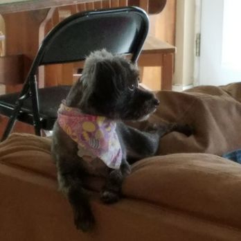 Plush Pet Spa - Pet Groomers Near Me