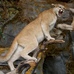 Bass Pro Shops - Mountain Lion