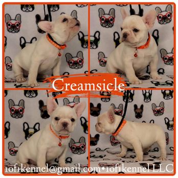 Hedgehog Garden - The blaze on this French bulldog - Pet Breeders Near Me Hedgehog Garden - The blaze on this French bulldog - Pet Breeders Near Me