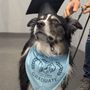 Photo of Rehab 4 Paws And  Integrative Therapy