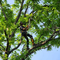 Trees Crossing Tree Service