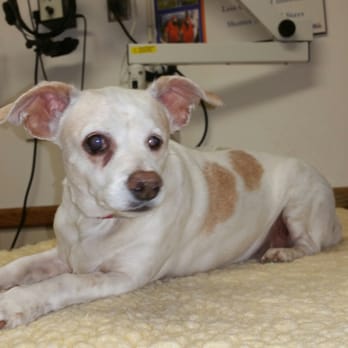 Veterinary Ophthalmology Service - Marley still has some vision due to the amazing care she gets at her favorite Hospital. Thanks We love you guys!!! - Veterinarians Near Me - Las Vegas, Nevada Veterinary Ophthalmology Service - Marley still has some vision due to the amazing care she gets at her favorite Hospital. Thanks We love you guys!!! - Veterinarians Near Me - Las Vegas, Nevada