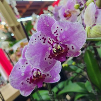 Orkizz - Florists Near Me - Los Angeles, California Orkizz - Florists Near Me - Los Angeles, California