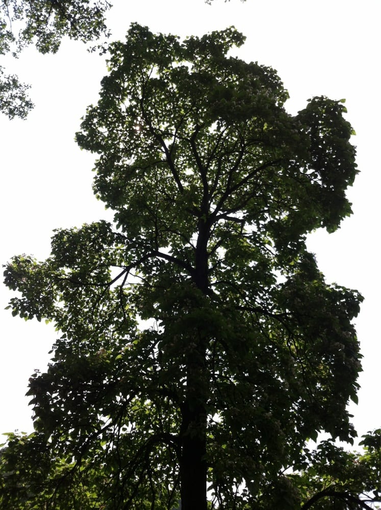 Wildwood Park Logo