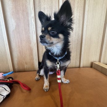 Modern Animal Costa Mesa - Veterinarians Near Me - Costa Mesa, California Modern Animal Costa Mesa - Veterinarians Near Me - Costa Mesa, California